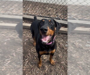 Doberman Pinscher Dogs for adoption in Fremont, CA, USA