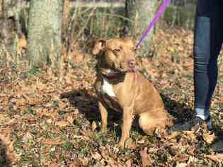 American Pit Bull Terrier Dogs for adoption in Urbana, IL, USA