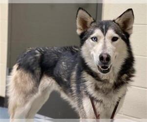 Siberian Husky Dogs for adoption in Denver, CO, USA