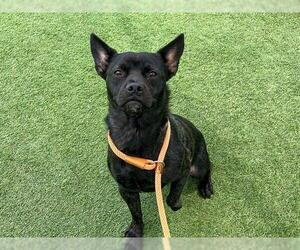 French Bulldog-Unknown Mix Dogs for adoption in Orange, CA, USA