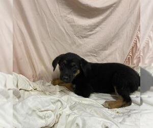 Rottweiler-Unknown Mix Dogs for adoption in Modesto, CA, USA