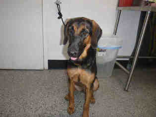 Black and Tan Coonhound Dogs for adoption in Henderson, NV, USA