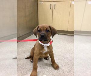 Boxer-Unknown Mix Dogs for adoption in Riverside, CA, USA