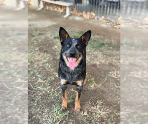 Texas Heeler Dogs for adoption in Riverside, CA, USA