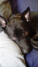 Shepradors Dogs for adoption in Stanhope, NJ, USA