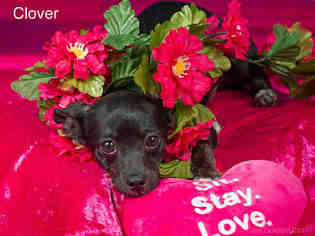 Chiweenie Dogs for adoption in Santa Fe, NM, USA