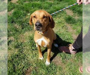 Black Mouth Cur Dogs for adoption in St Louis, MO, USA