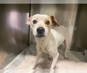 Chihuahua Dogs for adoption in Bakersfield, CA, USA