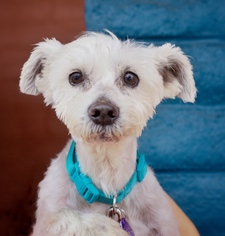 Mutt Dogs for adoption in Pittsburg, CA, USA