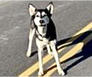 Siberian Husky-Unknown Mix Dogs for adoption in Houston, TX, USA