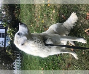 Maremma Sheepdog Dogs for adoption in Harpswell, ME, USA