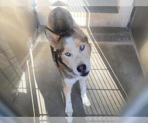 Siberian Husky-Unknown Mix Dogs for adoption in Orange, CA, USA
