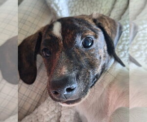 Catahoula Leopard Dog-Unknown Mix Dogs for adoption in The Woodlands, TX, USA