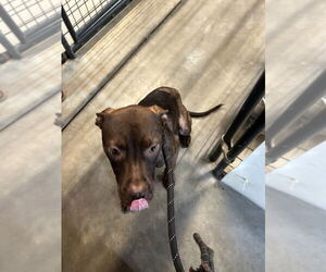 Mutt Dogs for adoption in Foristell, MO, USA