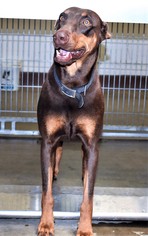 Doberman Pinscher Dogs for adoption in San Jacinto, CA, USA