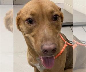 German Shepherd Dog-Unknown Mix Dogs for adoption in Sanford, FL, USA