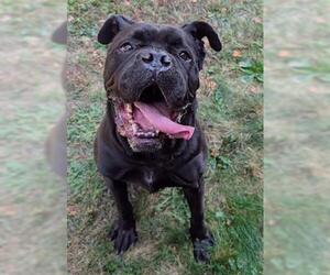 American Bulldog-Unknown Mix Dogs for adoption in Akron, OH, USA