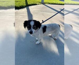 Dachshund-Unknown Mix Dogs for adoption in Riverside, CA, USA