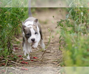 Mutt Dogs for adoption in Garner, NC, USA