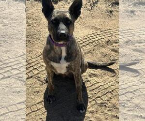 American Pit Bull Terrier-Dutch Shepherd Mix Dogs for adoption in Incline Village, NV, USA