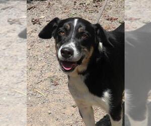 Collie-Labrador Retriever Mix Dogs for adoption in Marble, NC, USA