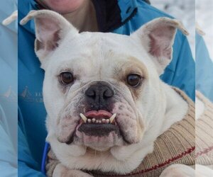 Free-Lance Bulldog Dogs for adoption in Huntley, IL, USA