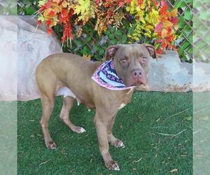 Staffordshire Bull Terrier Dogs for adoption in Oklahoma City, OK, USA