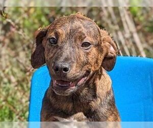 Small Labrador Retriever-Mountain Cur Mix