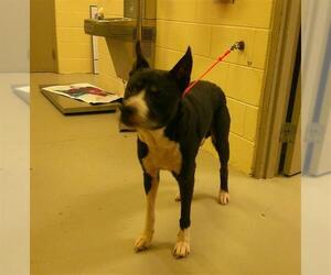 Mutt Dogs for adoption in Sanford, FL, USA