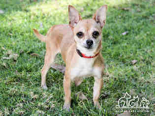 Medium Photo #1 Chihuahua Puppy For Sale in Irvine, CA, USA
