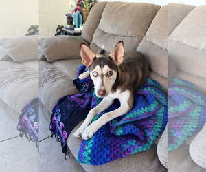 - Mix Dogs for adoption in Chandler, AZ, USA