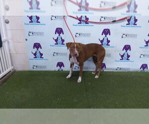 Mutt Dogs for adoption in Orlando, FL, USA