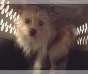 Cairn Terrier-Unknown Mix Dogs for adoption in Sacramento, CA, USA