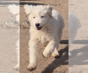GIANT SCHNAUZER -Great Pyrenees Mix Dogs for adoption in Peralta, NM, USA