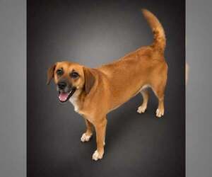 Beagle-Unknown Mix Dogs for adoption in Doylestown, PA, USA