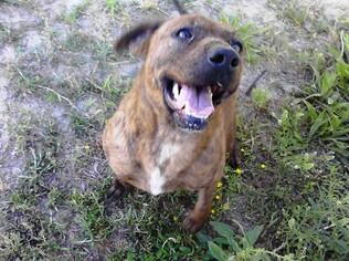 Plott Hound-Unknown Mix Dogs for adoption in Smithfield, NC, USA