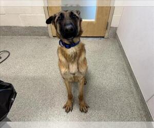 Mutt Dogs for adoption in Fort Collins, CO, USA