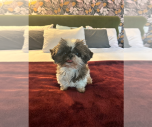 Shih Tzu Dogs for adoption in Silver Spring, MD, USA