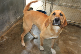 Bloodhound Dogs for adoption in Frenchburg, KY, USA