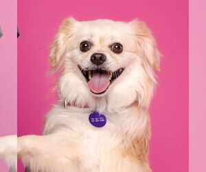 Pekingese-Unknown Mix Dogs for adoption in Fargo, ND, USA