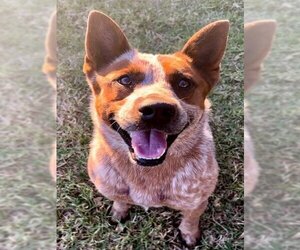 Australian Cattle Dog Dogs for adoption in Riverside, CA, USA