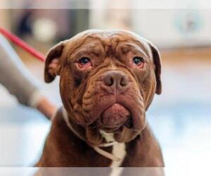 Dogue de Bordeaux Dogs for adoption in Martinez, CA, USA
