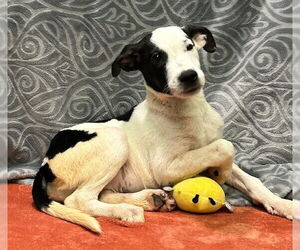 Labrador Retriever-Unknown Mix Dogs for adoption in Wetumpka, AL, USA