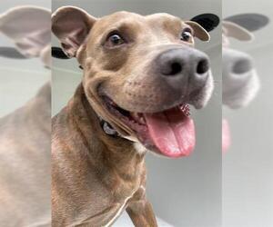 American Pit Bull Terrier-Unknown Mix Dogs for adoption in Houston, TX, USA