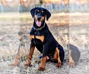 Doberman Pinscher Dogs for adoption in Devine, TX, USA