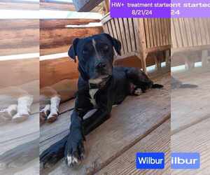 Mutt Dogs for adoption in Farmerville, LA, USA