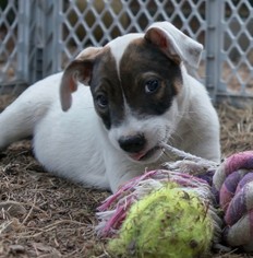 Small Labrador Retriever Mix