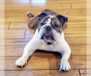 Bulldog Dogs for adoption in St. Louis Park, MN, USA