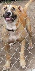 Boxador Dogs for adoption in Hankamer, TX, USA