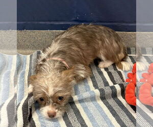 Shih Tzu-Unknown Mix Dogs for adoption in Sterling, MA, USA